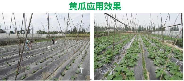 氨基寡糖素 - 植物的免疫衛(wèi)士，根結(jié)線蟲(chóng)的克星