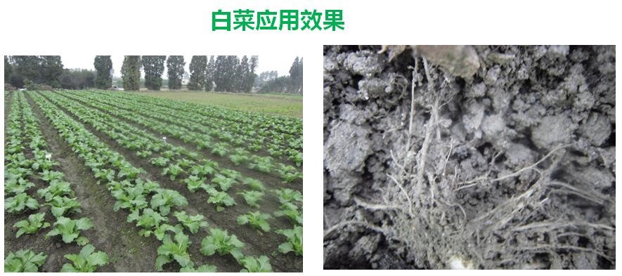 氨基寡糖素 - 植物的免疫衛(wèi)士，根結(jié)線蟲(chóng)的克星