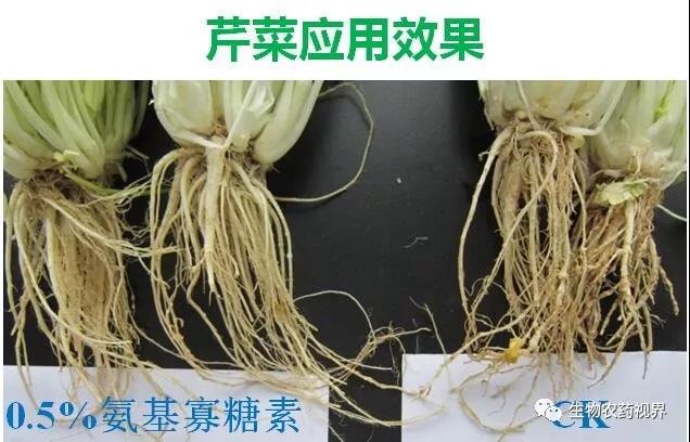 氨基寡糖素 - 植物的免疫衛(wèi)士，根結(jié)線蟲(chóng)的克星