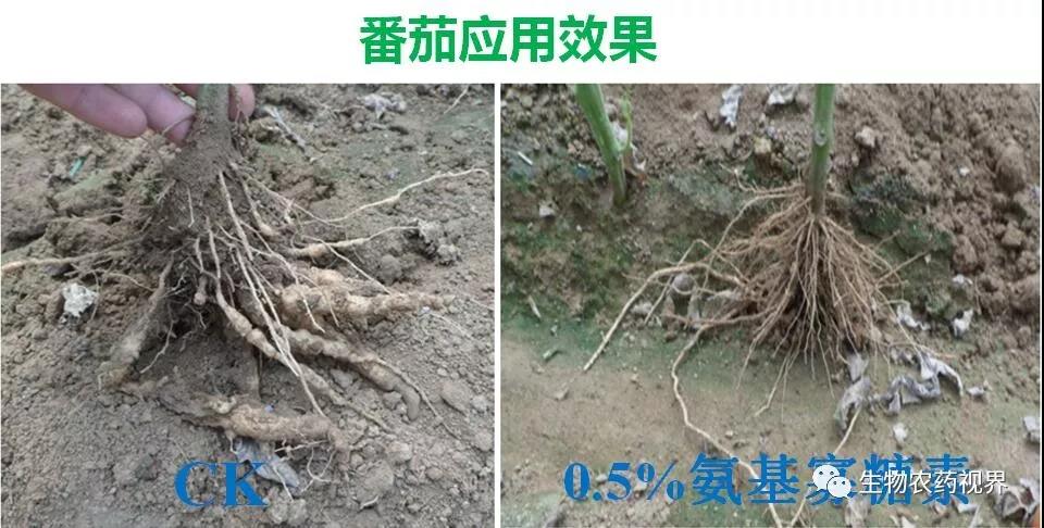 氨基寡糖素 - 植物的免疫衛(wèi)士，根結(jié)線蟲(chóng)的克星