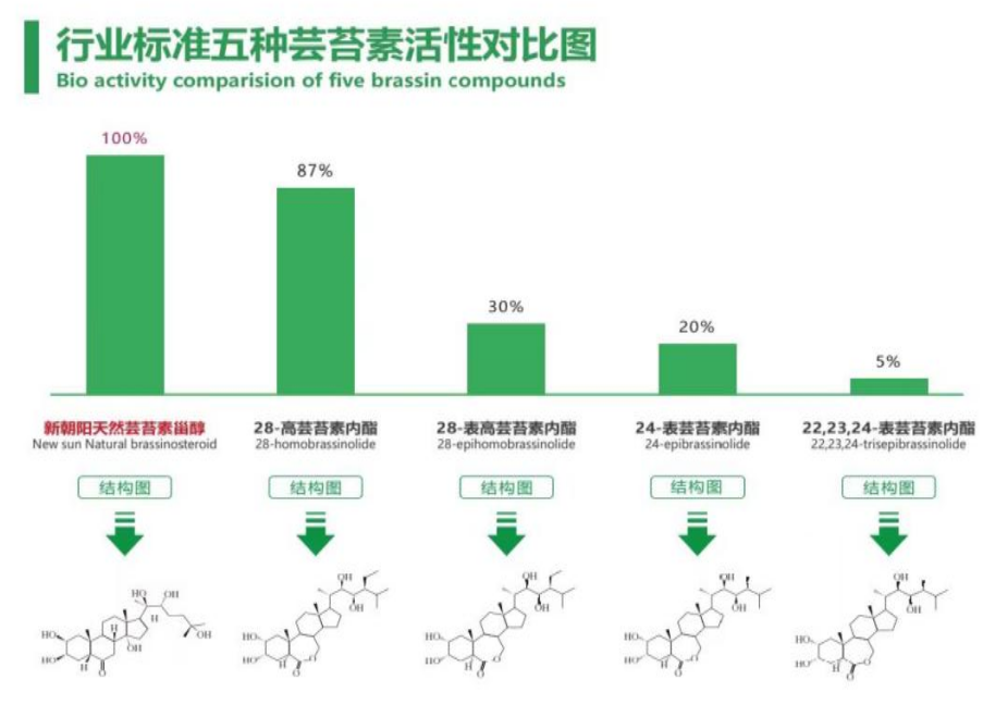 小麥拌種選新朝陽天然蕓苔素，讓小麥高產贏在起跑線上?。ㄐ←溤谑裁磿r候用蕓苔素效果最佳）