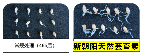 小麥拌種選新朝陽天然蕓苔素，讓小麥高產贏在起跑線上?。ㄐ←溤谑裁磿r候用蕓苔素效果最佳）