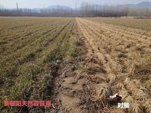 小麥拌種選新朝陽天然蕓苔素，讓小麥高產贏在起跑線上！（小麥在什么時候用蕓苔素效果最佳）