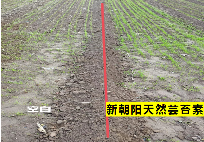 小麥拌種選新朝陽天然蕓苔素，讓小麥高產贏在起跑線上?。ㄐ←溤谑裁磿r候用蕓苔素效果最佳）