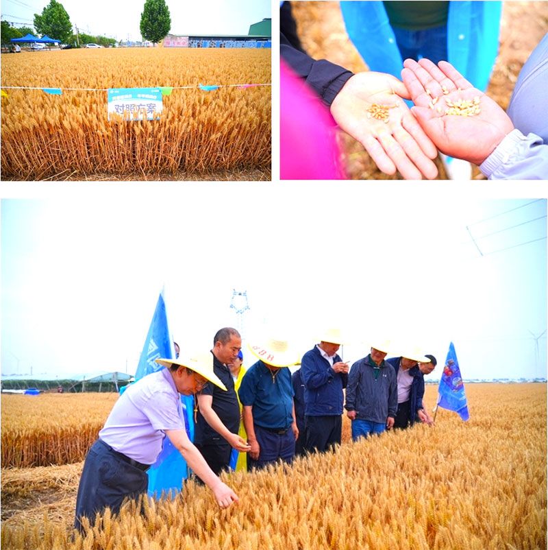 生物技術(shù)助力糧食單產(chǎn)顯著提升-“十四五”國家重點研發(fā)計劃成果應用觀摩會圓滿落幕